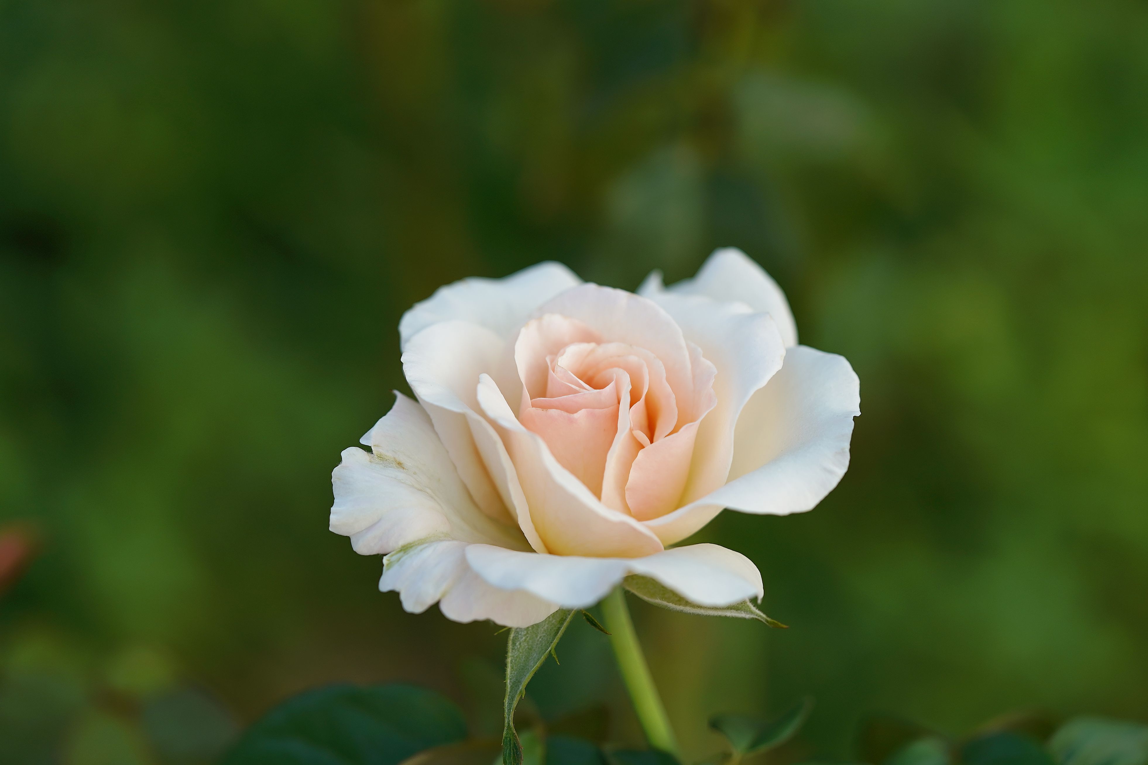 Close-up of a White Rose · Free Stock Photo