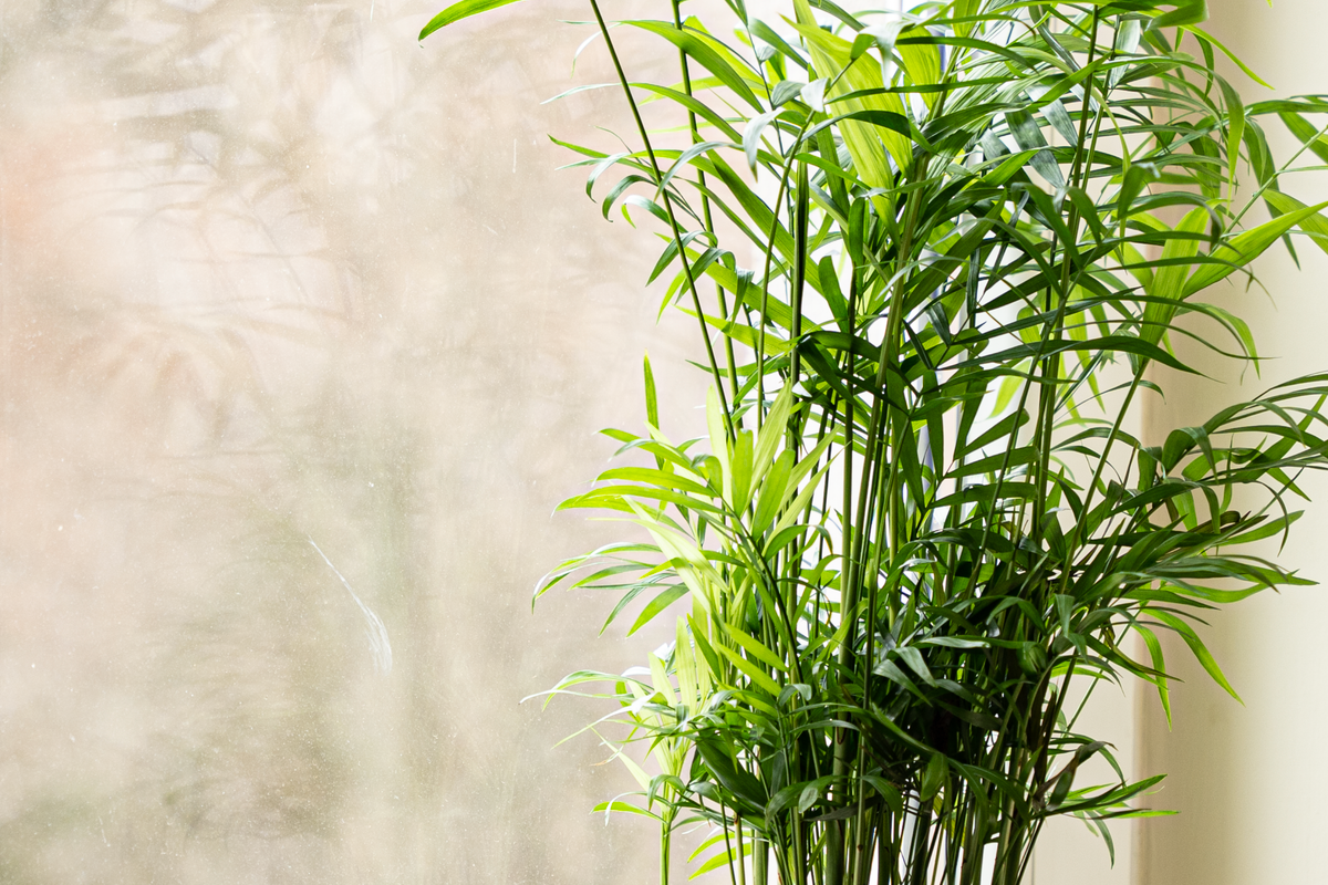 Purifier l'air intérieur : au-delà des plantes dépolluantes - Purificateurs, capteurs et déshumidificateurs : choisir le bon équipement