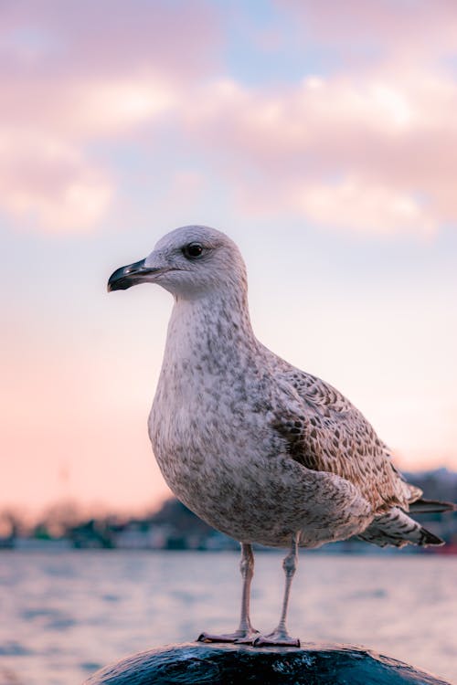 Foto stok gratis burung, camar, fotografi binatang