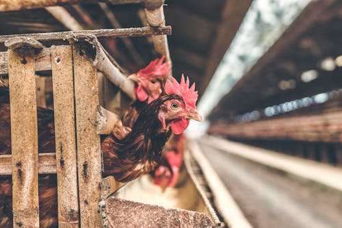 Free Selective Focus Photography of Rooster in Cage Stock Photo