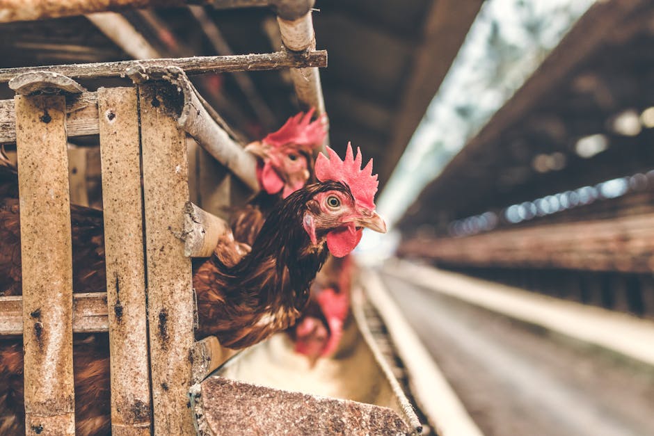 Selective Focus Photography of Rooster in Cage