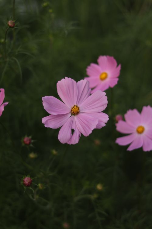 Free Delicate pink cosmos flowers blooming in a lush green meadow, showcasing nature's beauty. Stock Photo