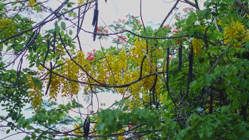 Free Yellow heaven tree  Stock Photo