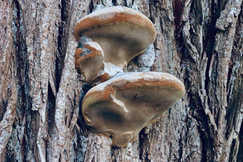 Close-up of Fungus Growing on a Tree Trunk 