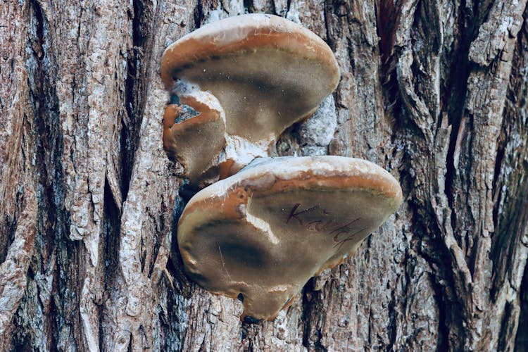 Close-up Of Fungus Growing On A Tree Trunk 