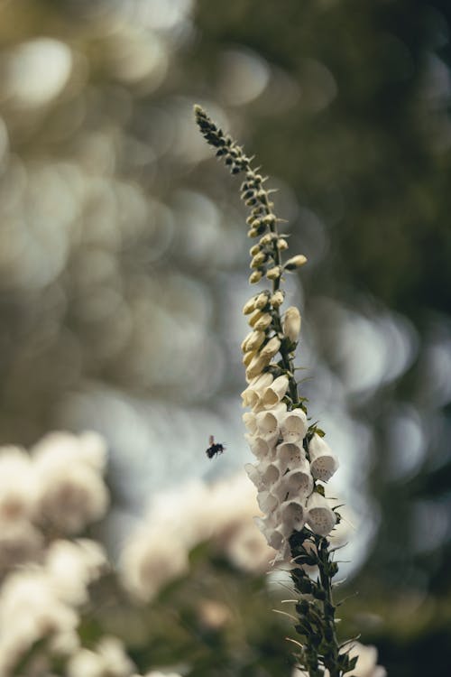 Bee, Digitalis and Rose Bush