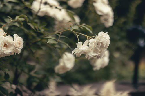 Rose Flowers on Bush