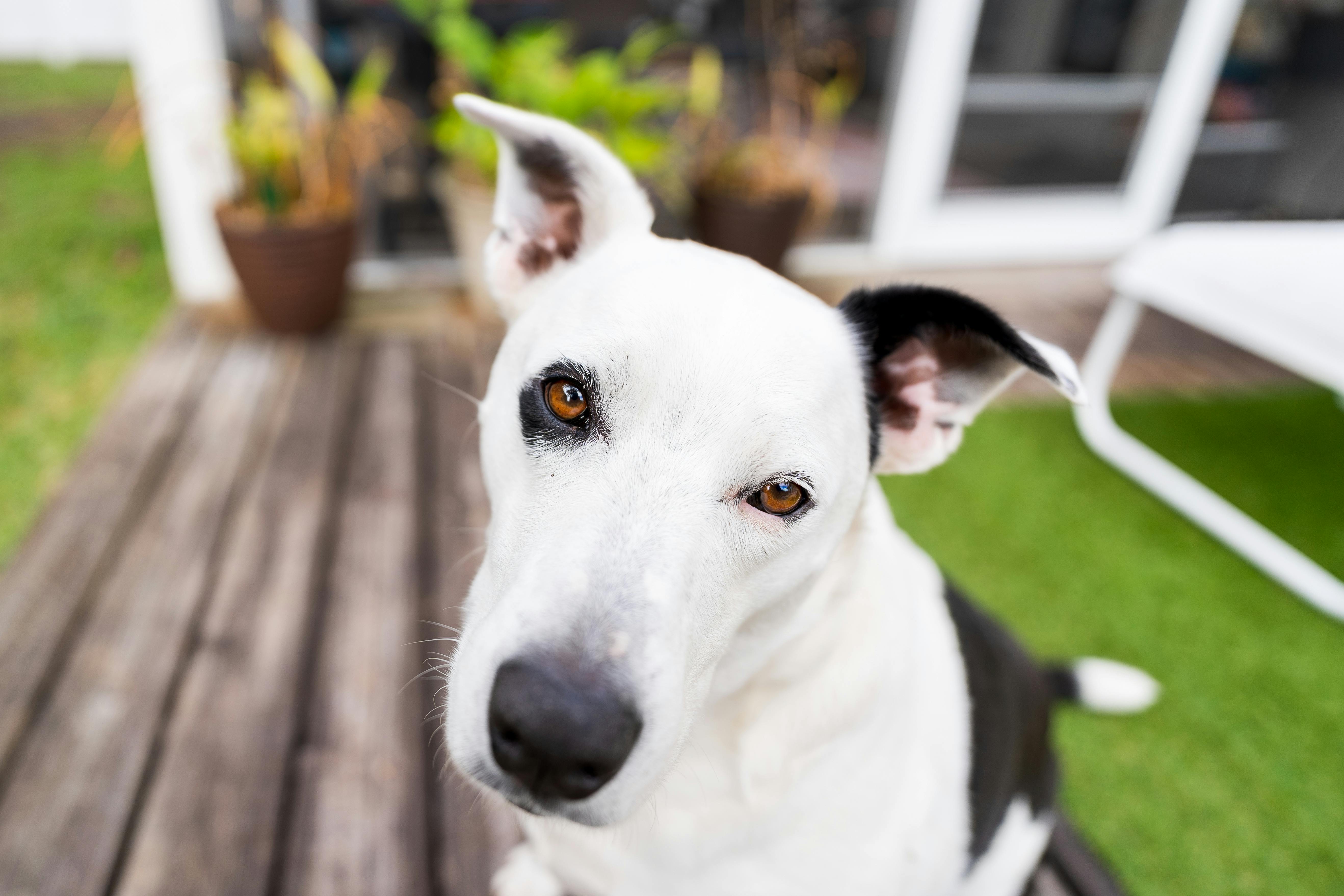 Black And White Dog Photos, Download The BEST Free Black And White Dog Stock Photos & HD Images Black And White Dog Photos, Download The BEST Free Black And White Dog Stock Photos & HD Images