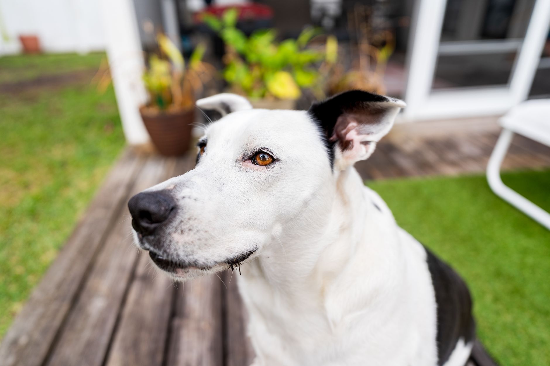 Portrait of a dog at a veterinary clinic