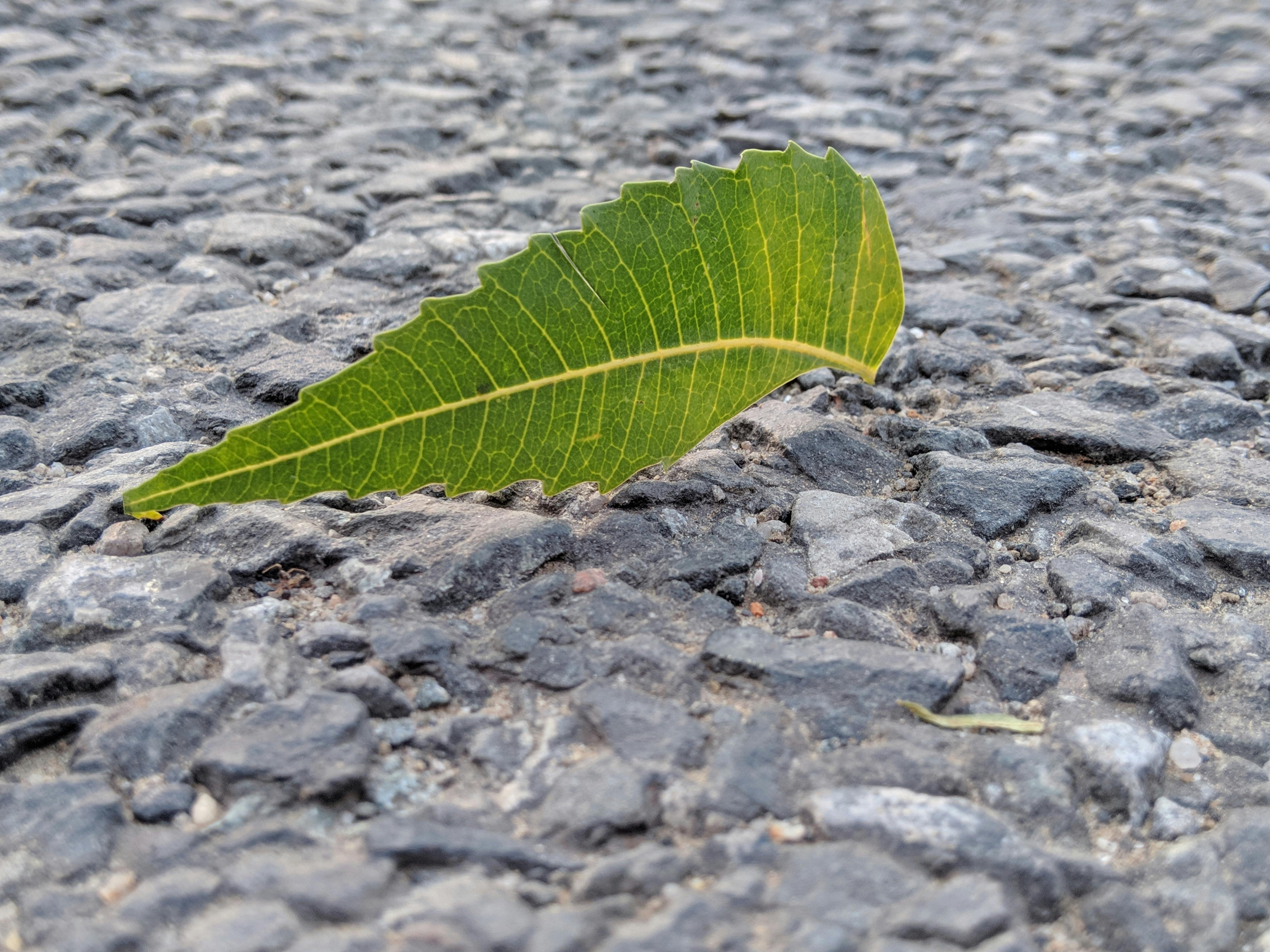 Delicious array of Chinese food dishes