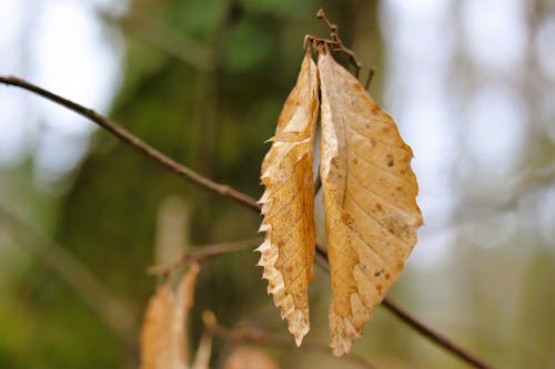 Close-up of Yellow Oak Leaves in Autumn 
