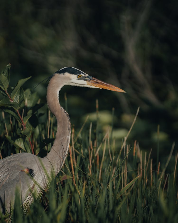 Heron In Grass In Nature