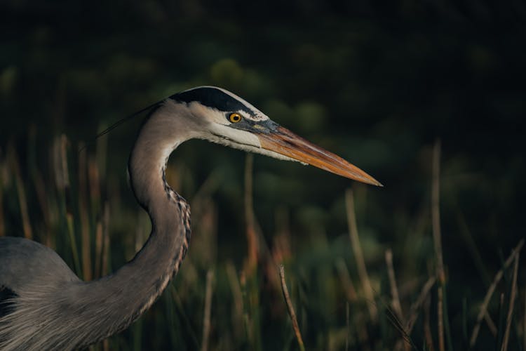 Close-up Of Heron In Grass In Nature