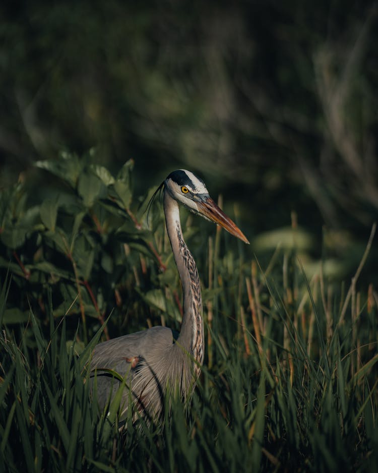 Heron In Grass In Nature