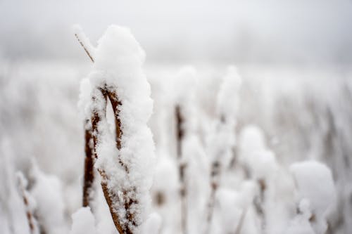 Close-up of Reed Covered in Snow 