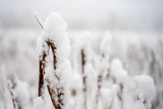 Frosty reeds covered in snow, capturing the essence of winter's cold beauty.