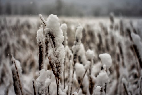 Photos gratuites de fermer, flore, froid