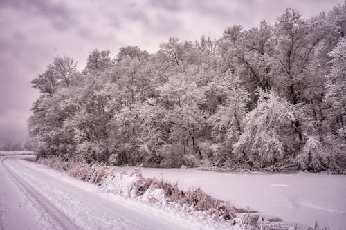 Fotos de stock gratuitas de arboles, bosque, fondo de pantalla