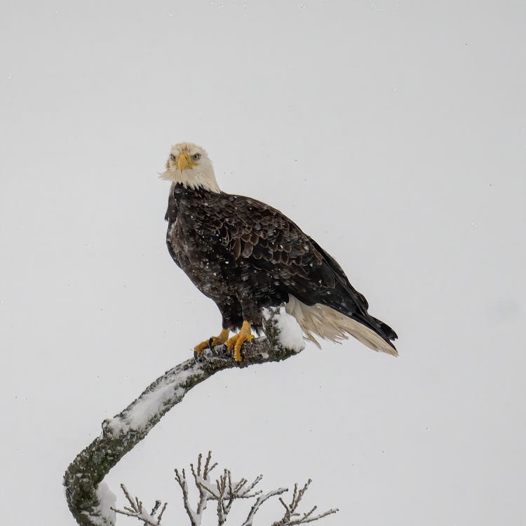 Close-up Of A Bald Eagle Sitting On A Tree Branch In Snow 