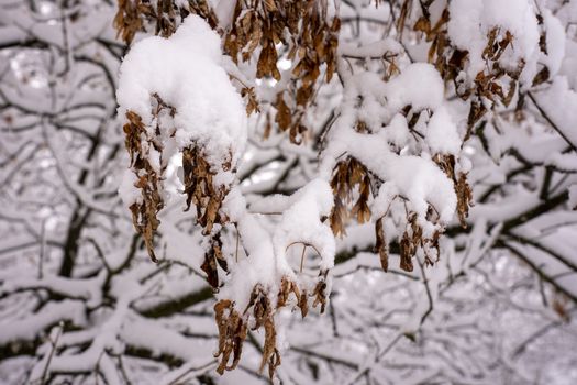 Close-up of snow-laden branches capturing the tranquility of a winter forest in Weaver, MN.