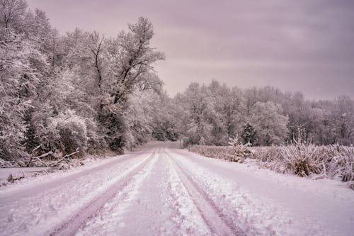 Road in Forest Covered in Snow 