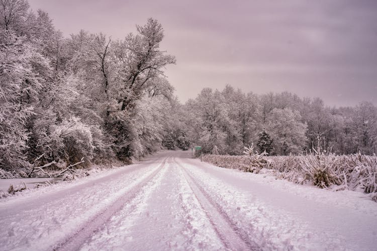 Road In Forest Covered In Snow 