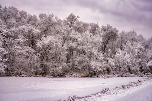 Fotos de stock gratuitas de arboles, bosque, fondo de pantalla