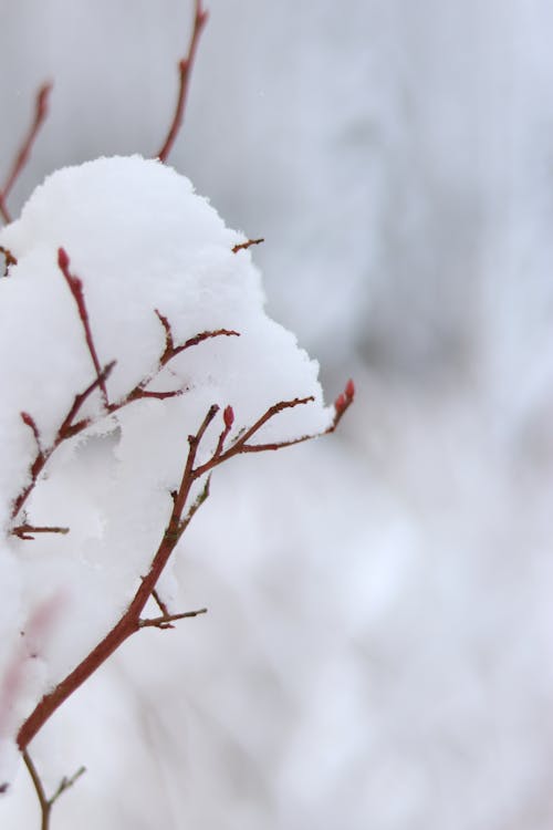 Close up of Snow