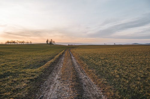 Dirt Road among Grass Meadows