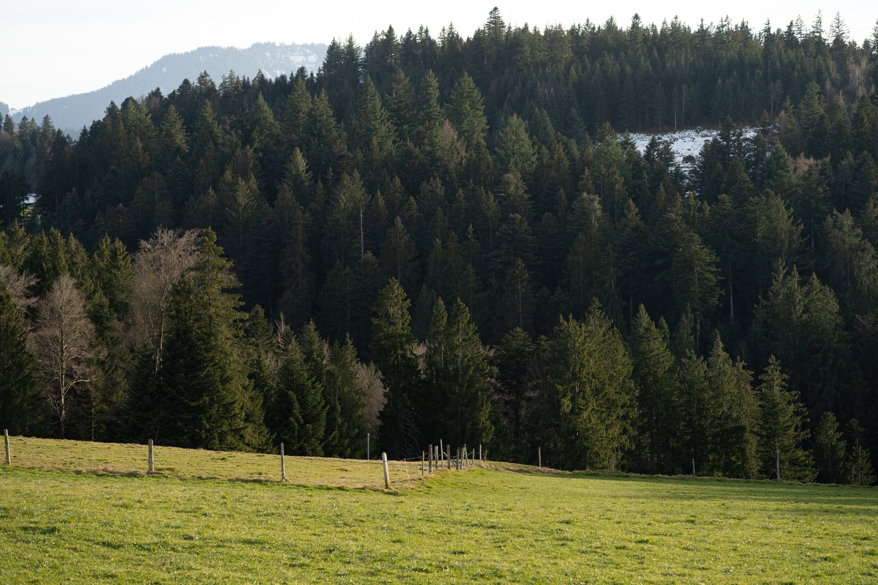 Poiană verde înconjurată de pădure deasă de brad