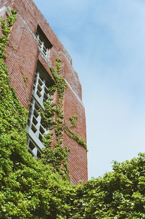 Free Low angle view of a brick building covered in green ivy against a clear blue sky. Stock Photo