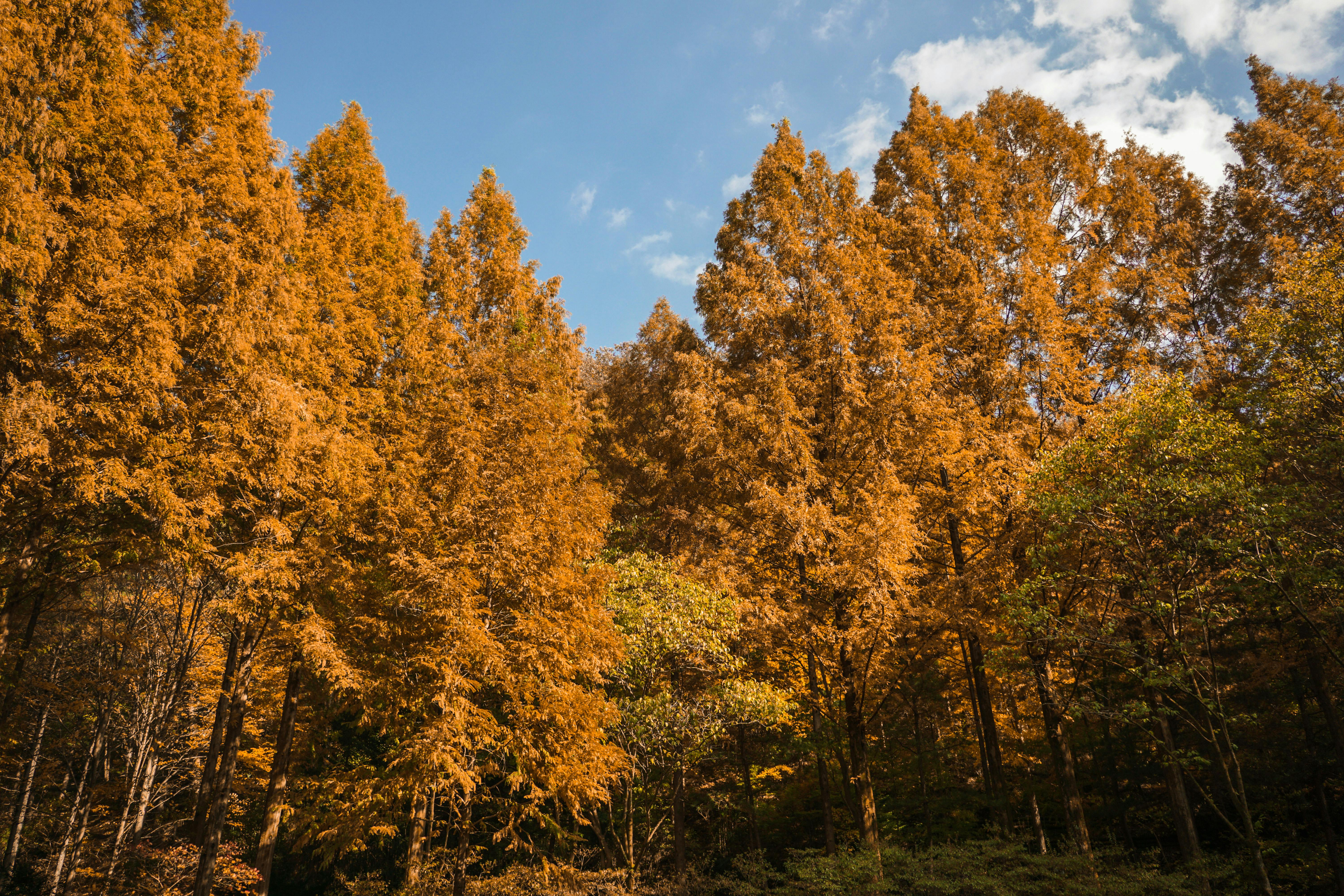 Sunlit autumn forest in South Korea with golden foliage and blue sky contrast.