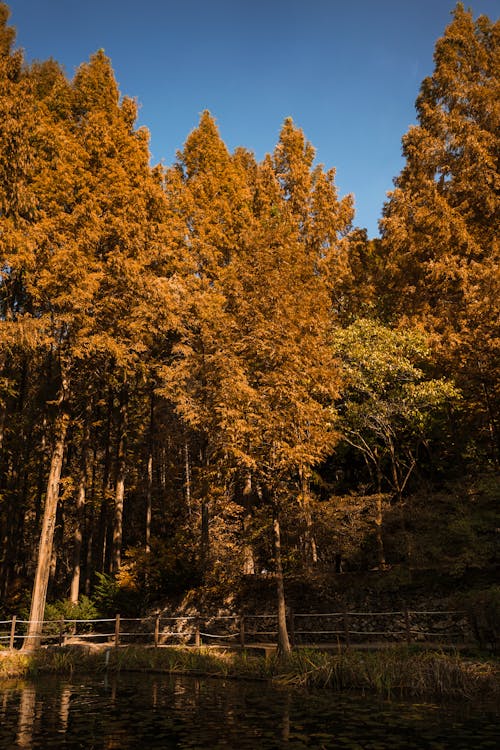 Foto stok gratis hutan, indah, kolam