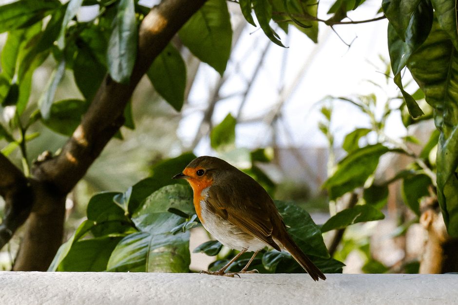 Project Songbird Κριτική