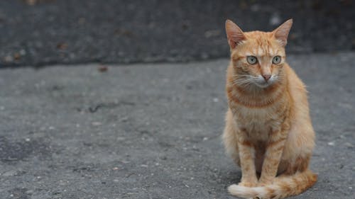 An Orange Cat on a Pavement