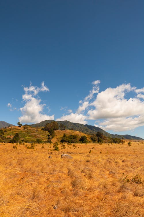 Imagine de stoc gratuită din câmp, dealuri, fotografiere verticală