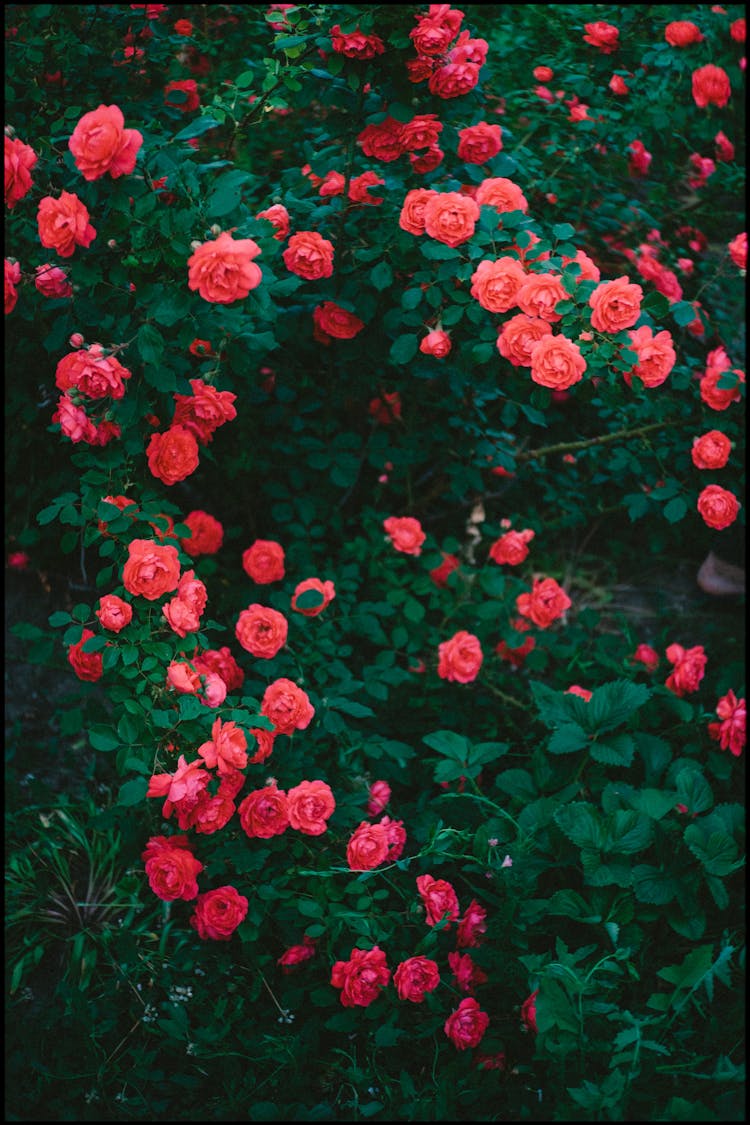 Green Bush With Blooming Roses