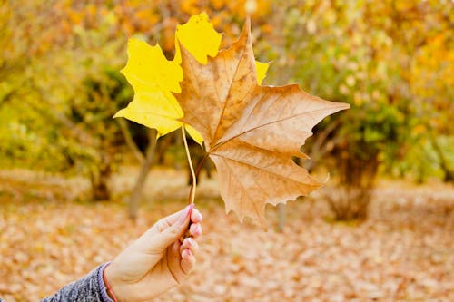 Person Holds Brown and Yellow Maple Leaves