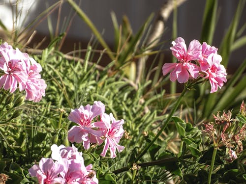 Δωρεάν στοκ φωτογραφιών με flor, flor rosada, hojas