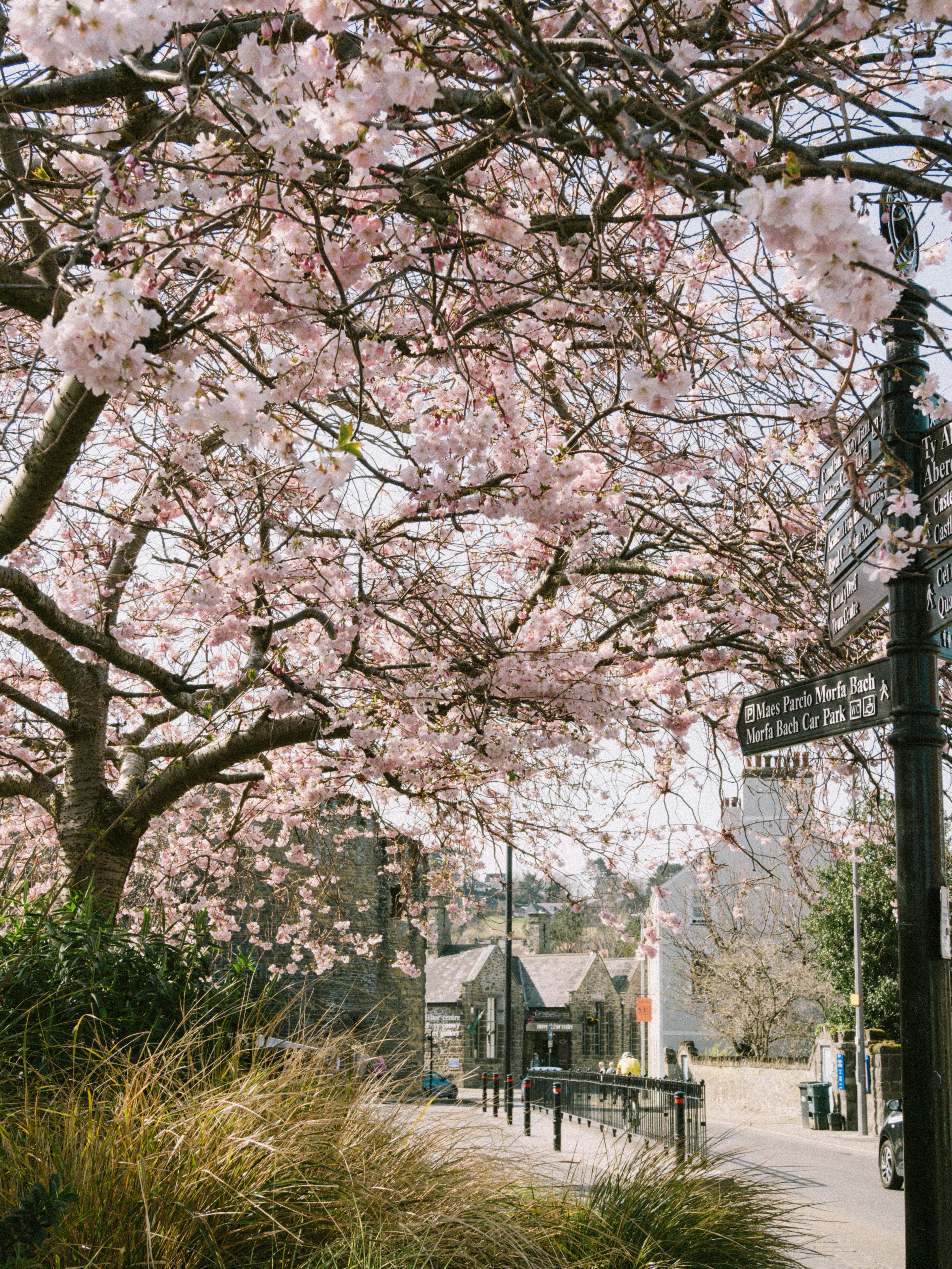 A beautiful street scene in Conwy, Wales, with cherry blossoms in full bloom during spring.