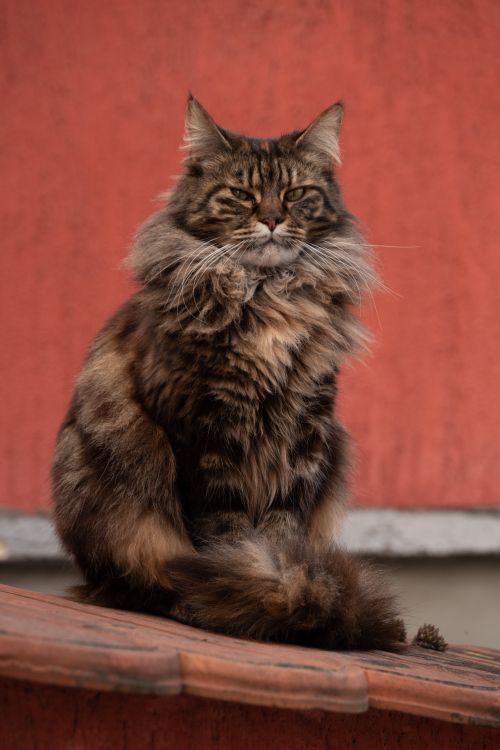 Gatitos Maine Coon con pedigree