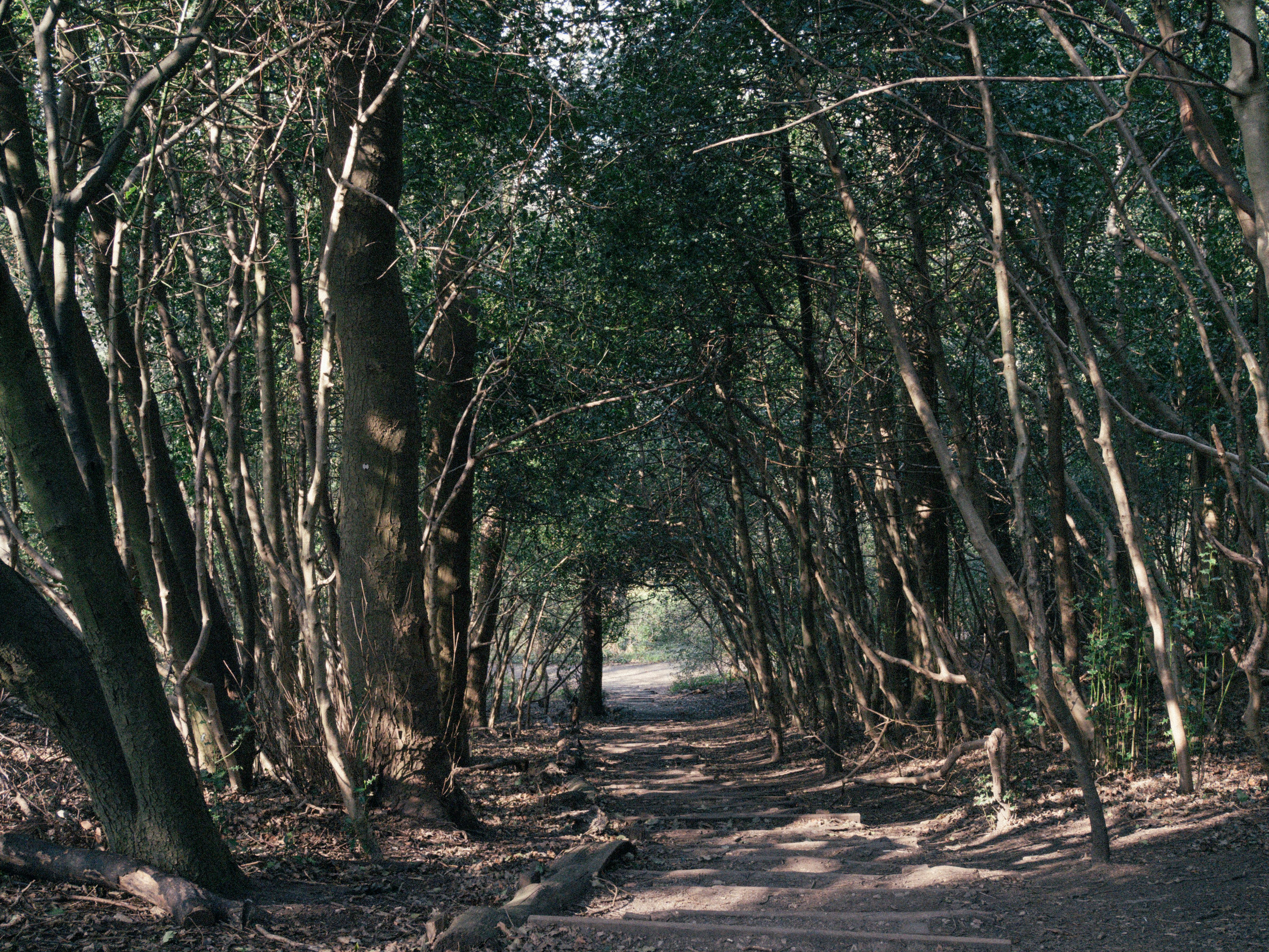 Peaceful woodland pathway in Conwy, Wales, featuring dense green trees and natural tranquility.