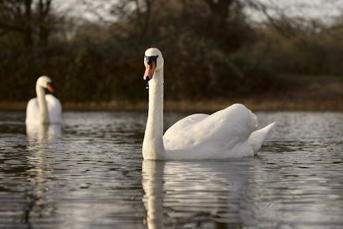Two Swans Swimming in the Water 