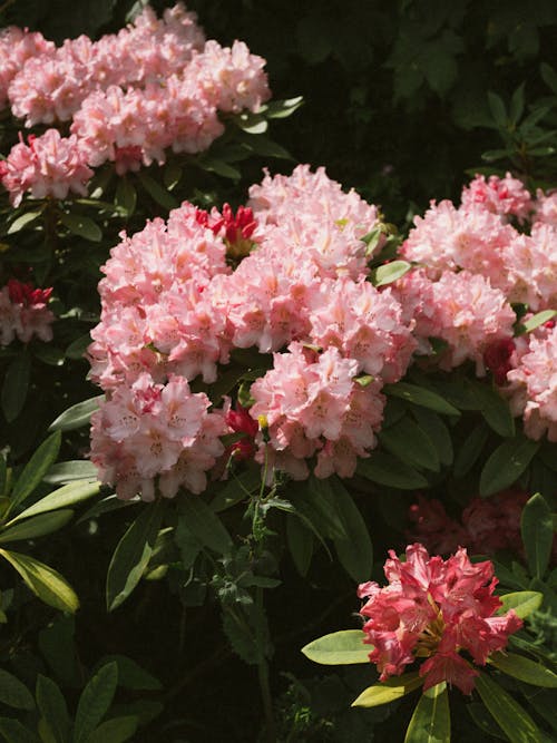 Gratis arkivbilde med blomster, botanisk, busk