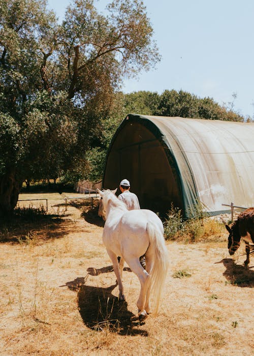 Man Walking on a Pasture with a White and Brown Horse