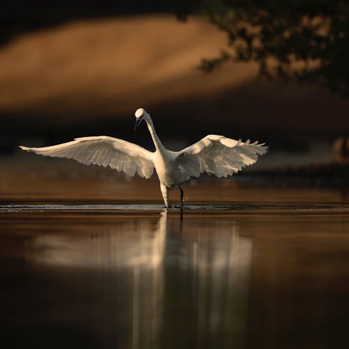 A white bird with its wings spread out on the water