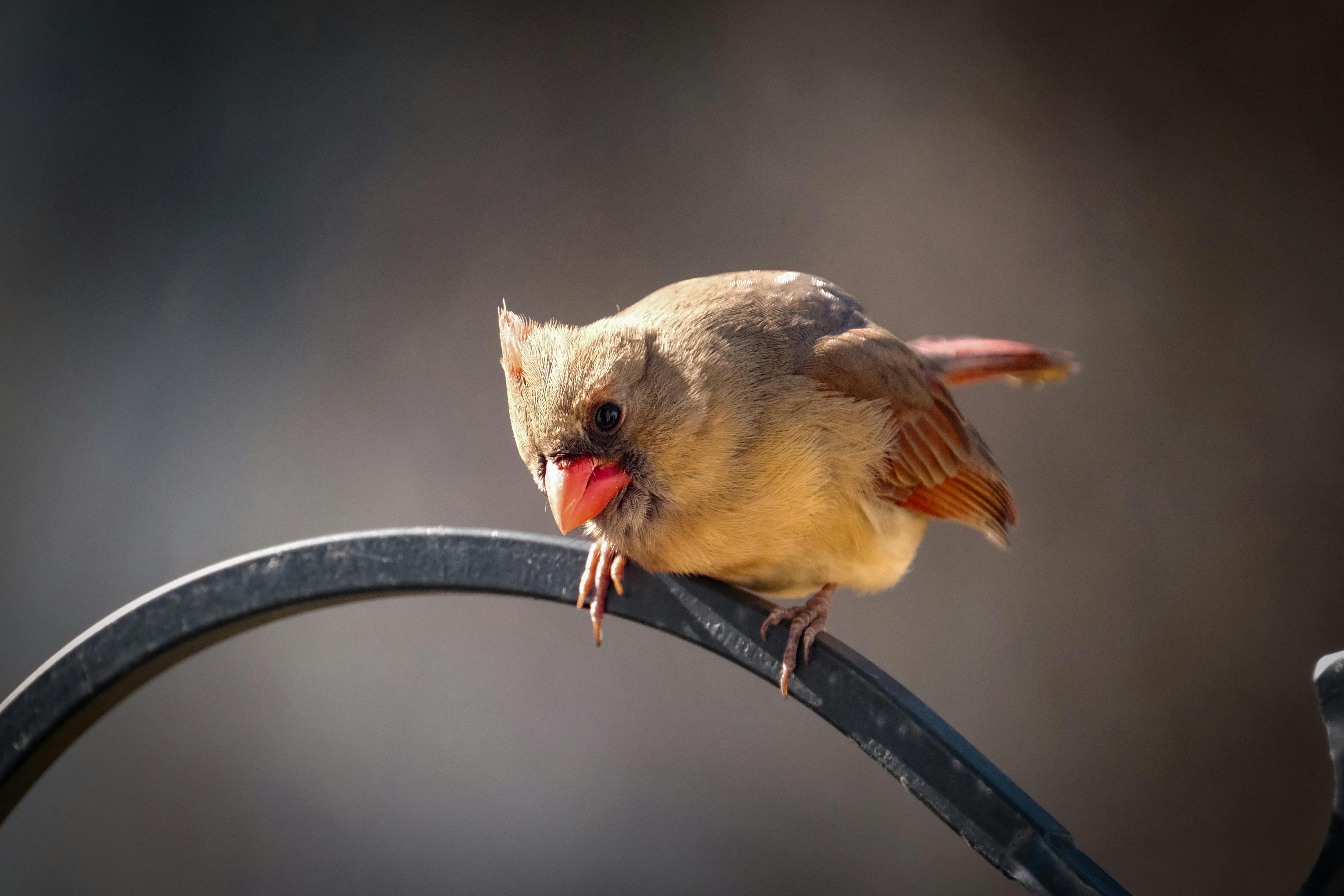 47 Bluebird Redbird Images, Stock Photos, 3D objects, & Vectors