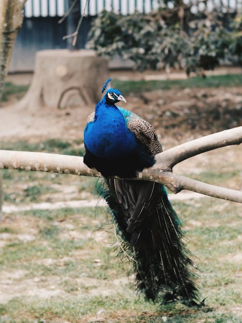 Imagine de stoc gratuită din a închide, animal, crengi