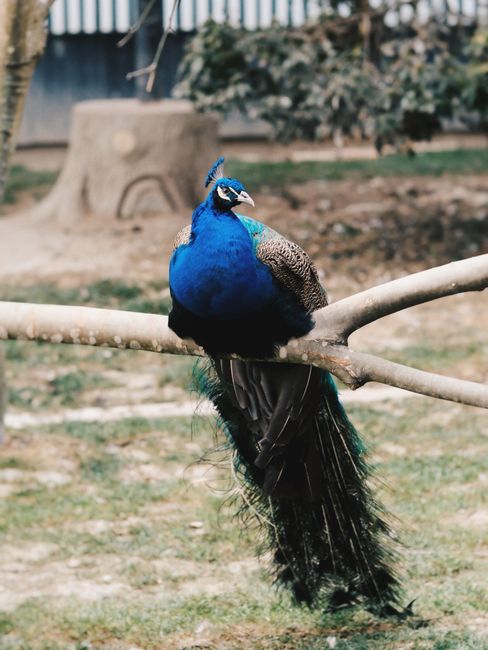 A majestic peacock perched on a tree branch with vibrant feathers in an outdoor setting.