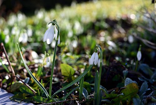 Snowdrop Flowers Blooming in Grass